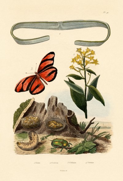 Venusgürtel von French School